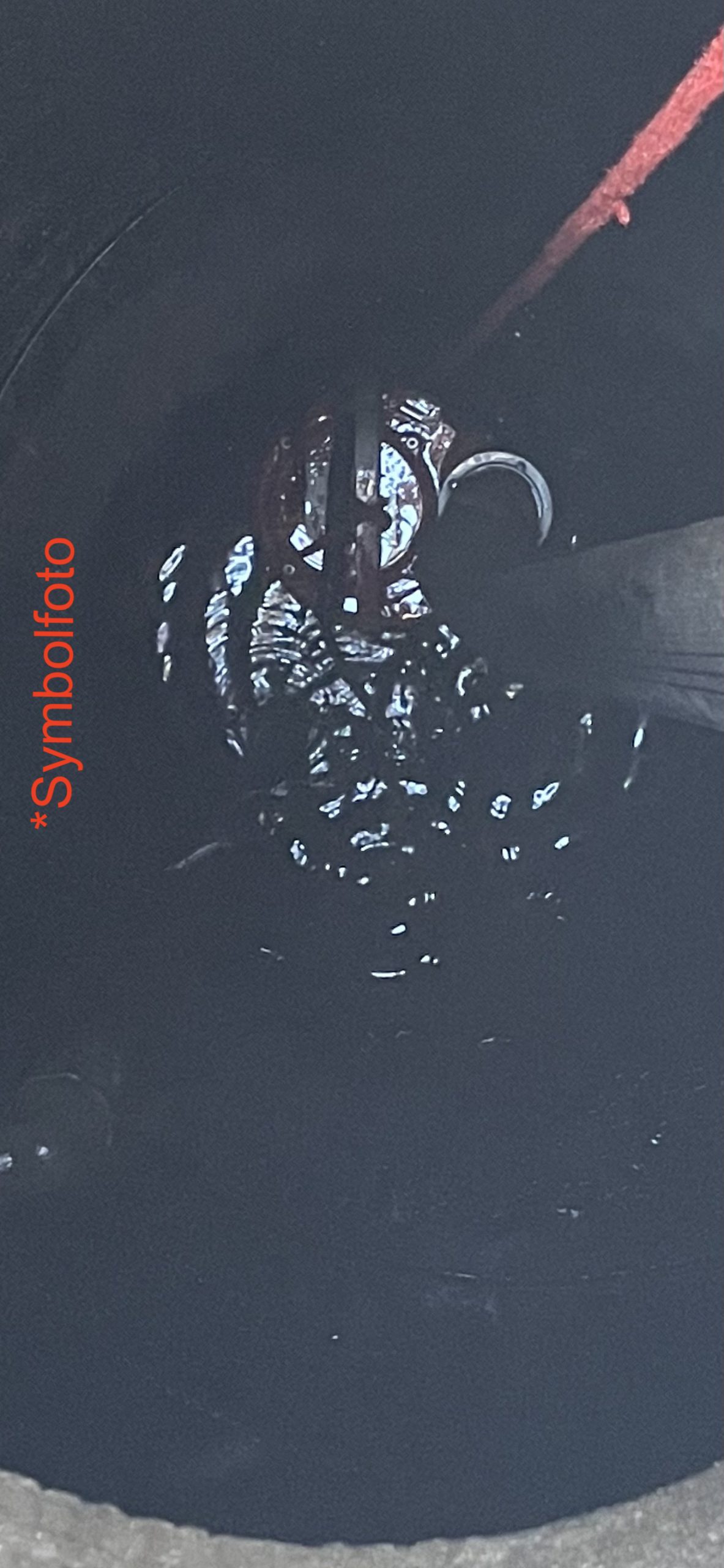 Symbolfoto_Auspumparbeiten_FFRudmanns